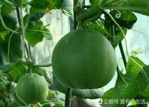 近几天吃大瓜好吗,揭秘明星幕后故事