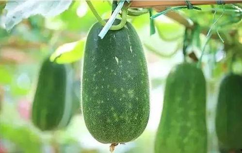 吃瓜一般是吃什么瓜,揭秘吃瓜群众的瓜种偏好